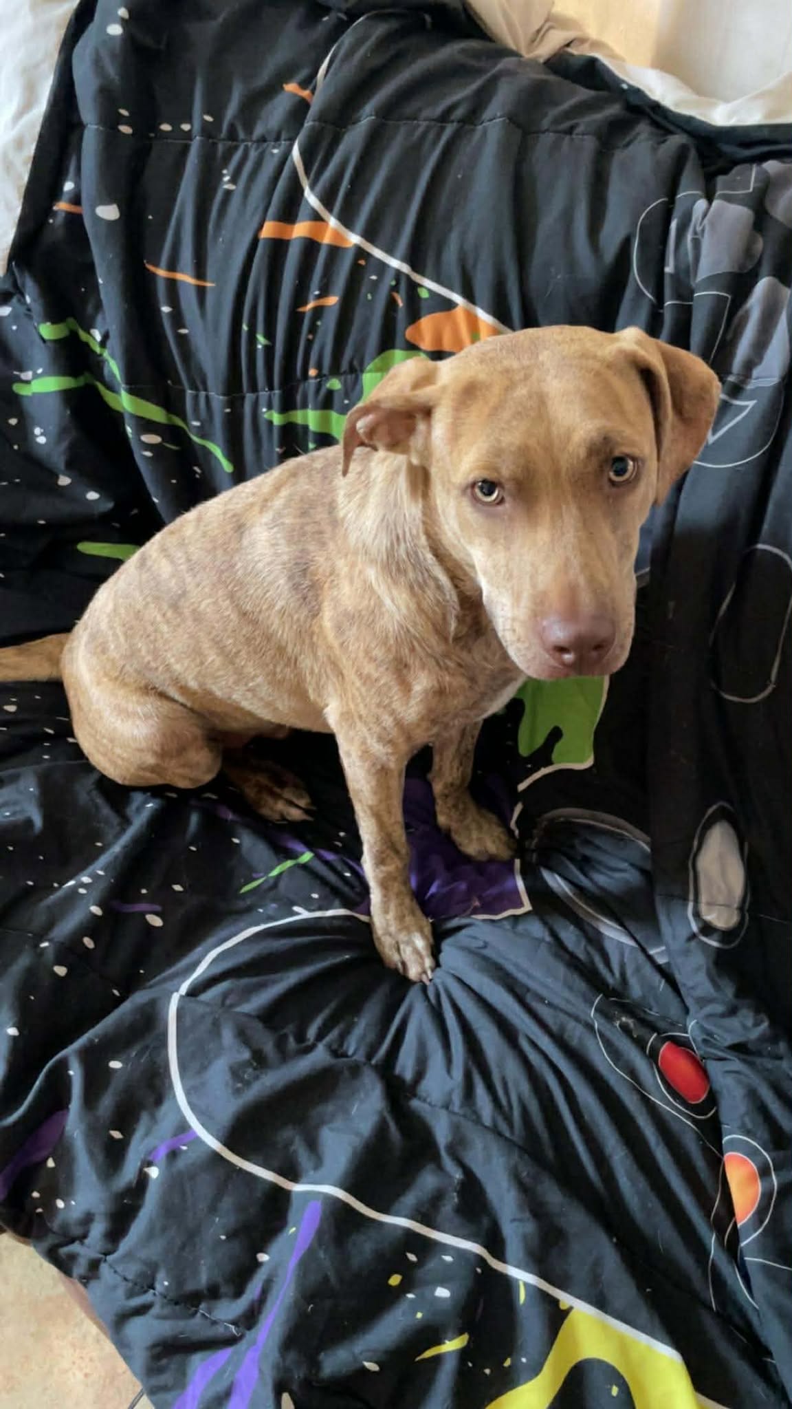 Rescued dog receiving care