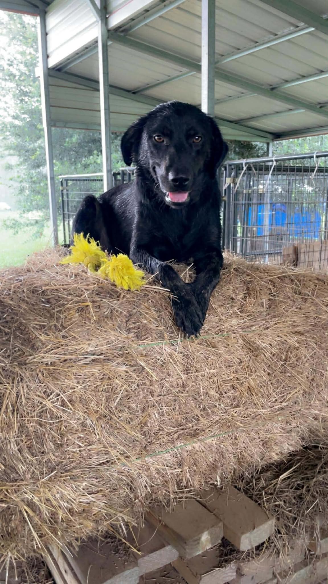 Rescued dog resting safely