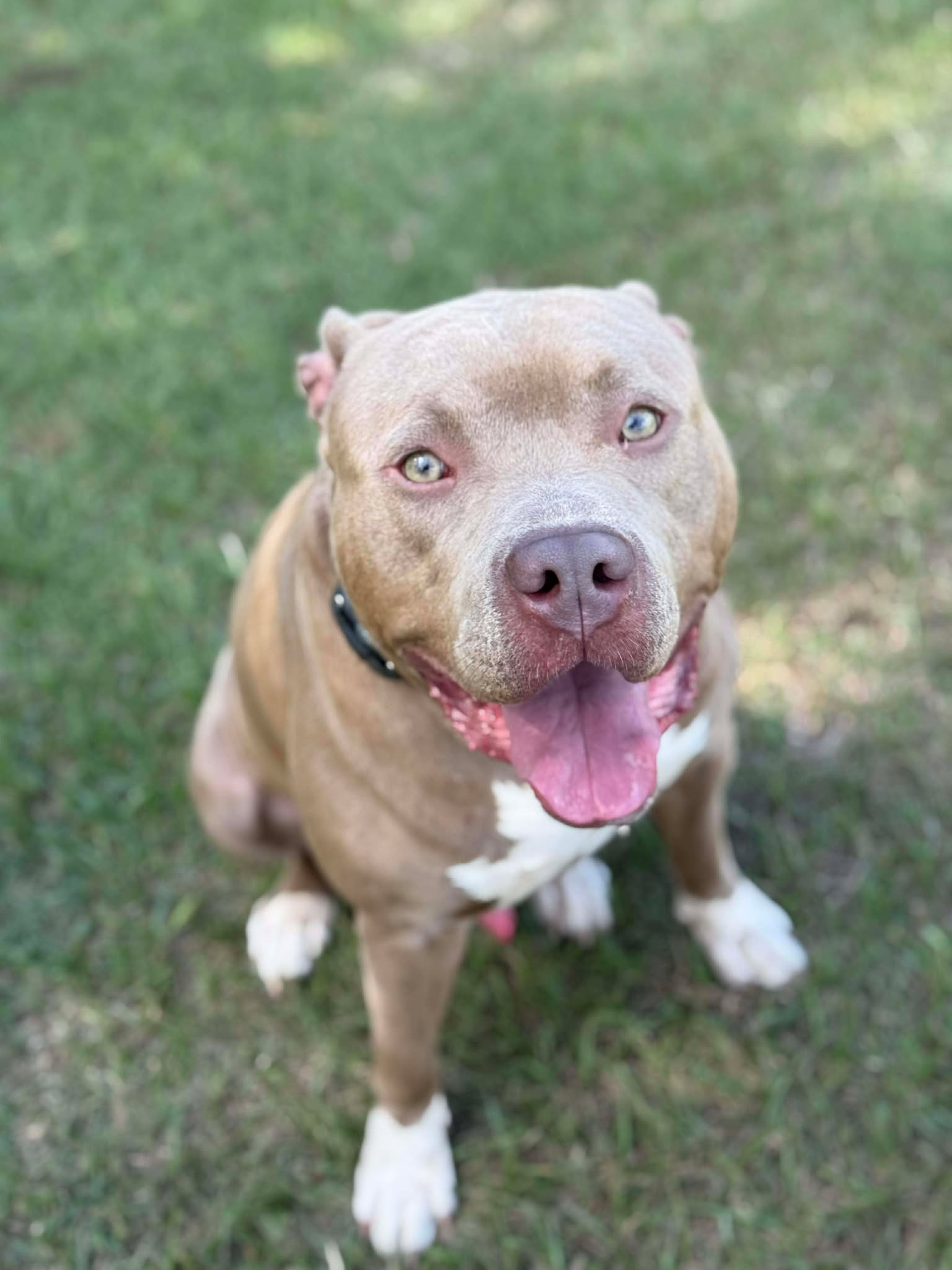Rescued dog enjoying a walk